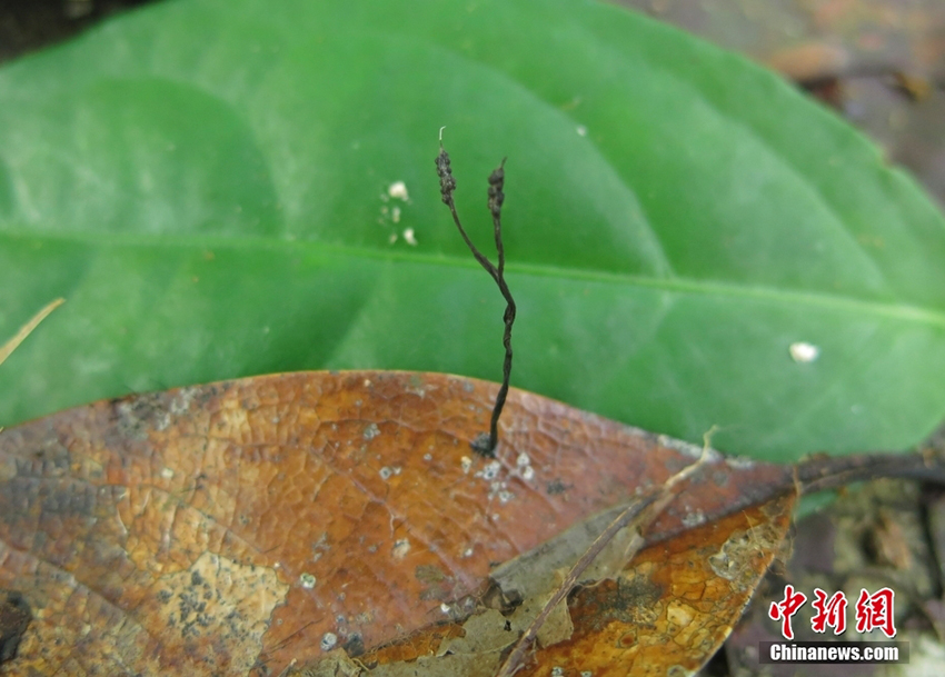 ?????? ????? ????? ????? ?? ????????