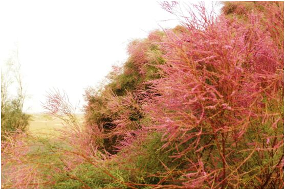 ????? ?????? ????????: ????? ????? ????? ?????? ??? ??? ??????