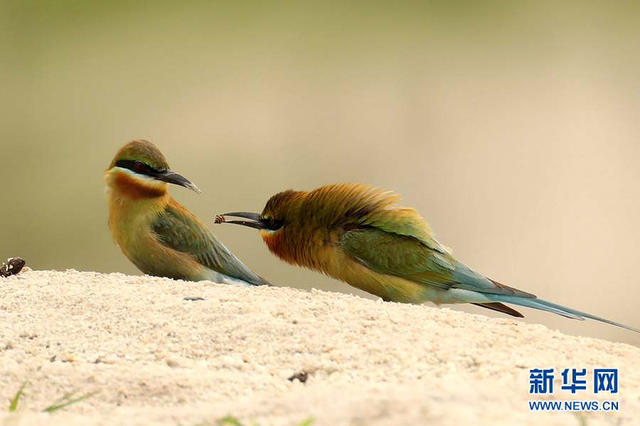 ???? ????? .. ???? ???? ????? ?? 