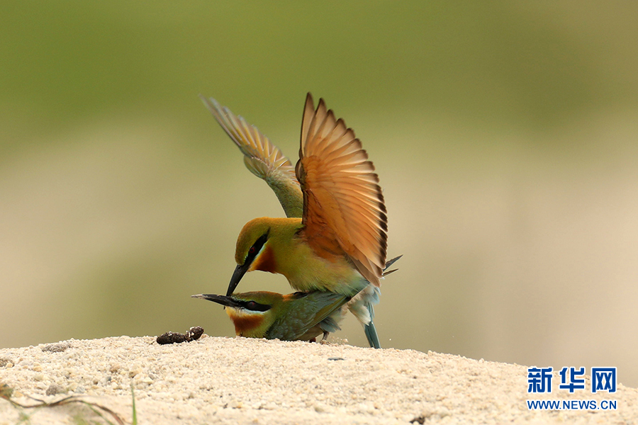 ???? ????? .. ???? ???? ????? ?? 