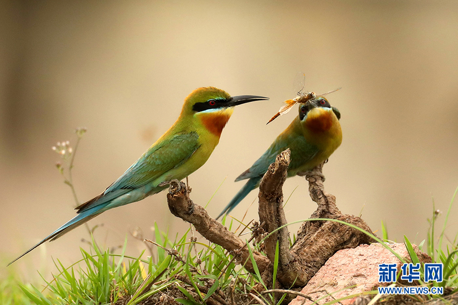 ???? ????? .. ???? ???? ????? ?? 