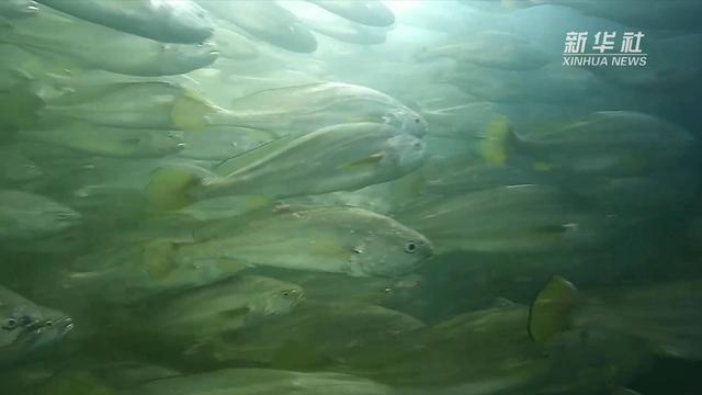 ????????? ???????: ????? ??? ????? ?? ?????? ?????? ??????? ??????? ????? 100 ??? ??