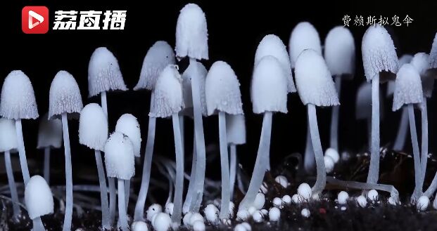 ?????? ???? ??? ???????: ???? ????? ?????? ?? ????? ????????