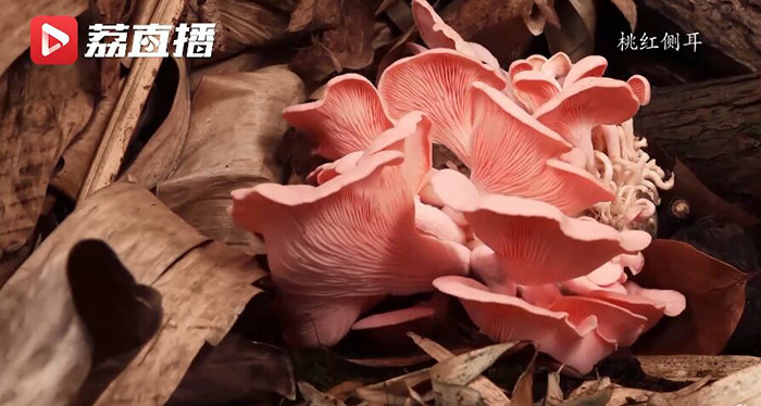 ?????? ???? ??? ???????: ???? ????? ?????? ?? ????? ????????