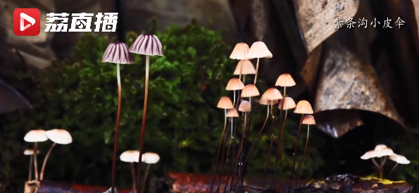 ?????? ???? ??? ???????: ???? ????? ?????? ?? ????? ????????