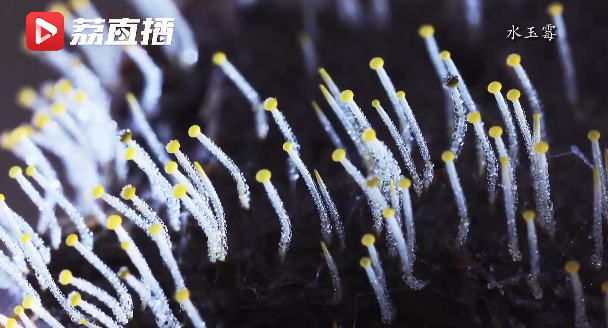 ?????? ???? ??? ???????: ???? ????? ?????? ?? ????? ????????