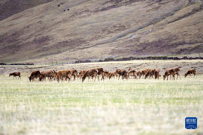 ????? ????? ?????? ???????? ??? ???? ???????? - ?????