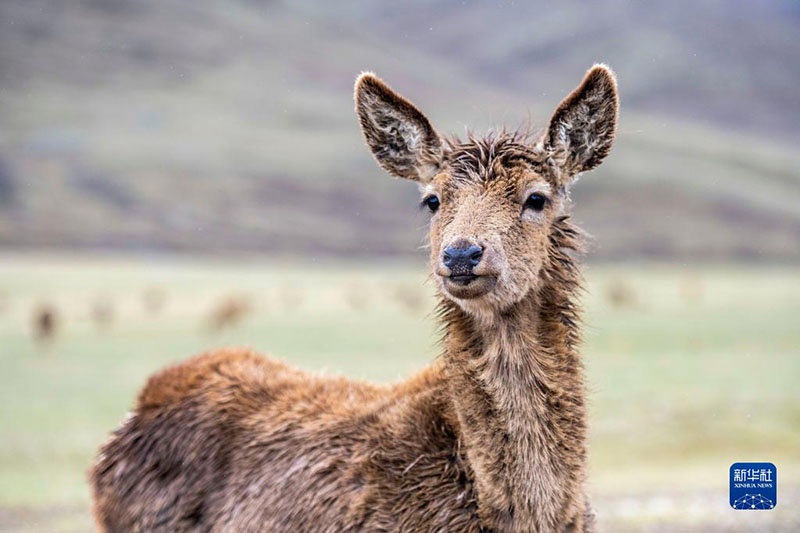 ????? ????? ?????? ???????? ??? ???? ???????? - ?????