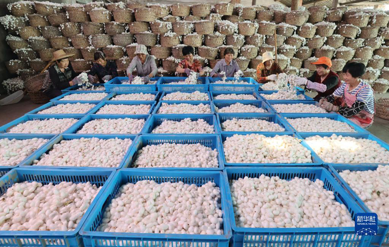 ?????? ???????: ????? ?????? ???? ????? ??????