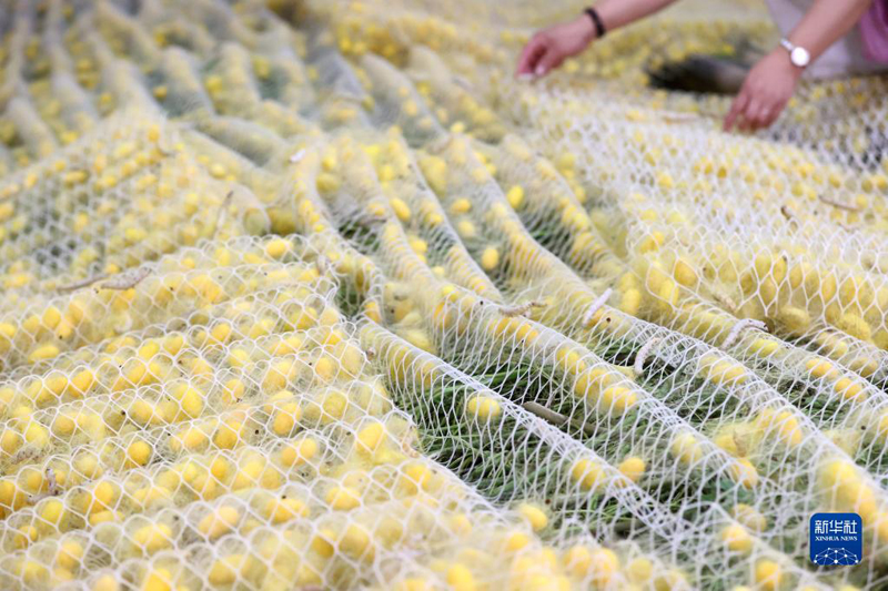 ?????? ???????: ????? ?????? ???? ????? ??????