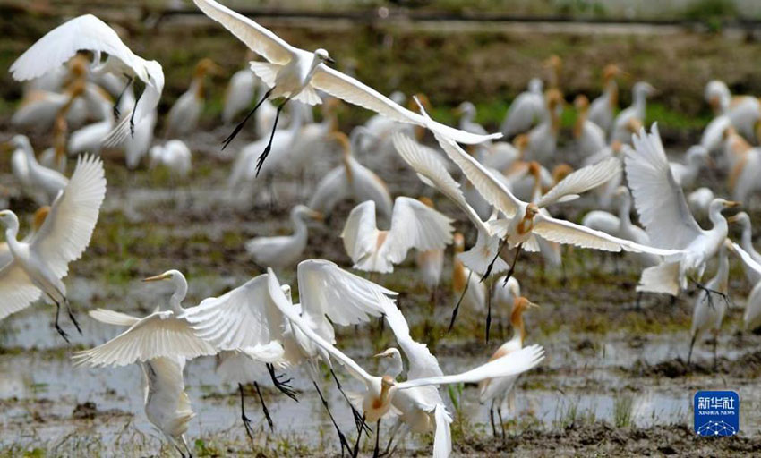 ??????: ???? ?????? ????? ???????