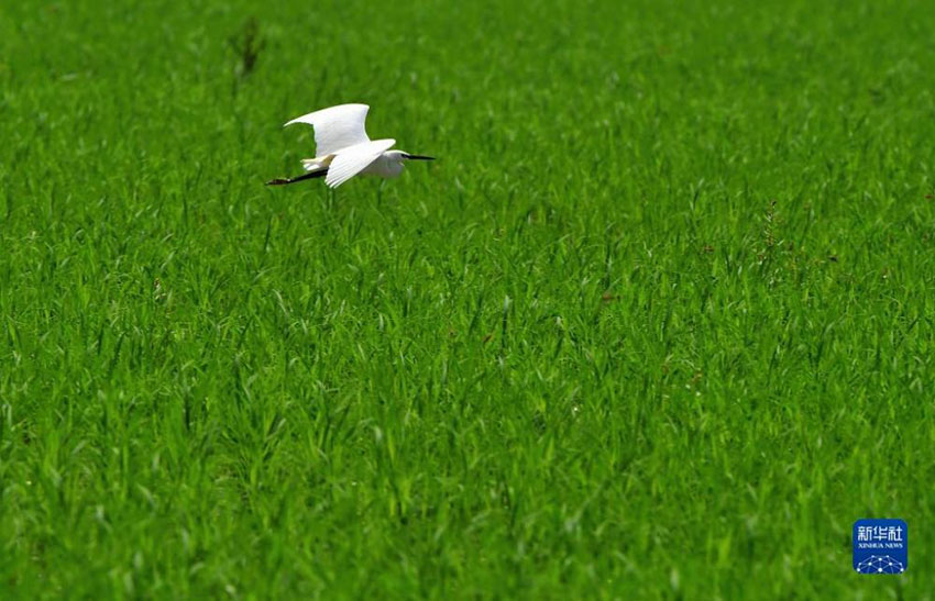 ??????: ???? ?????? ????? ???????