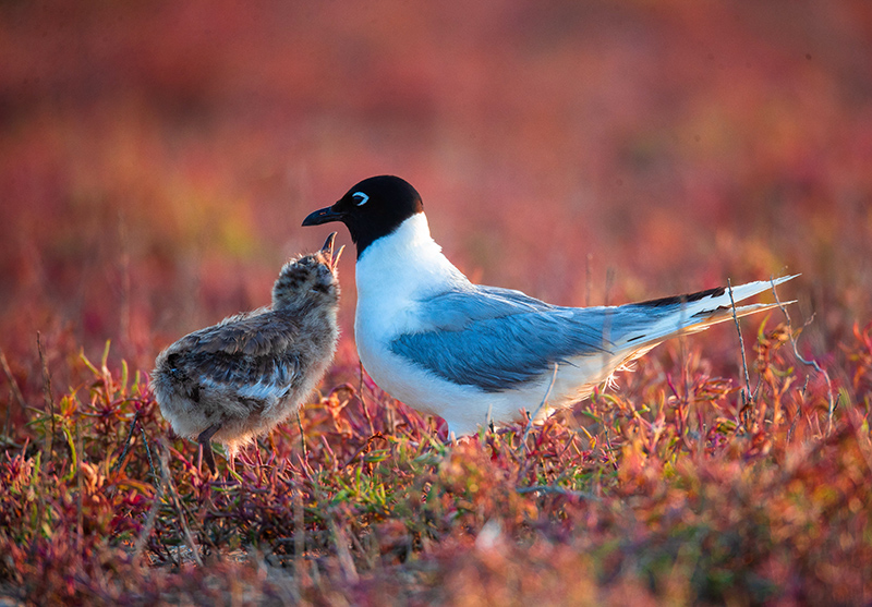 ?????? ???????: ????? ????? ????? ?????? ???? ???????