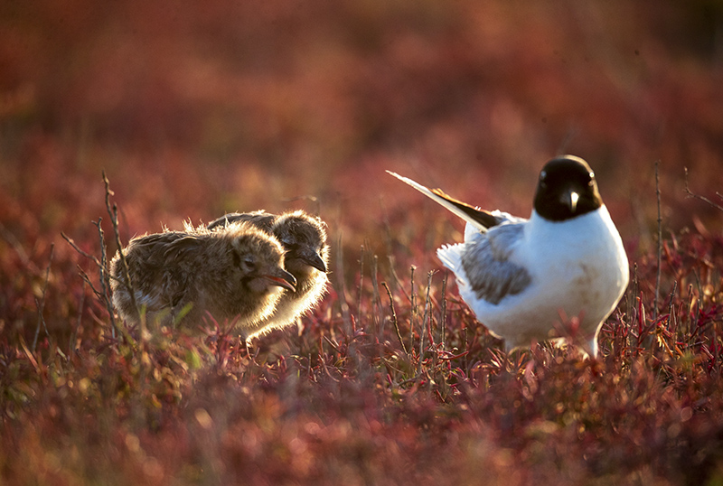 ?????? ???????: ????? ????? ????? ?????? ???? ???????