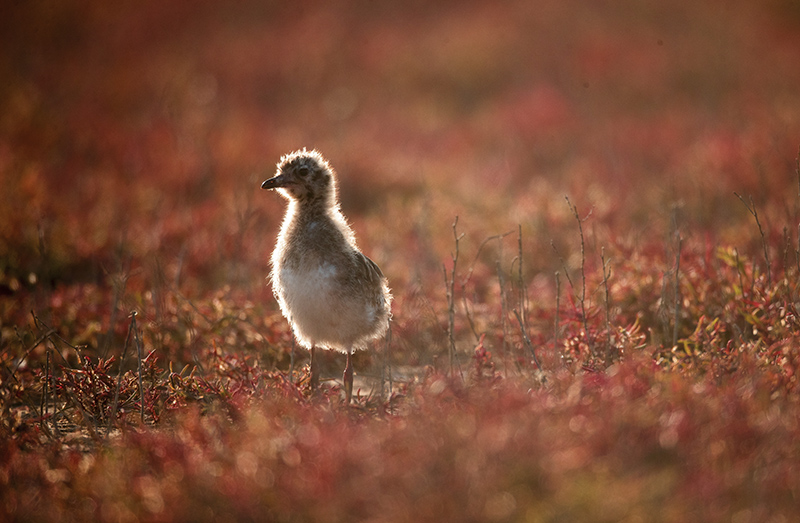 ?????? ???????: ????? ????? ????? ?????? ???? ???????