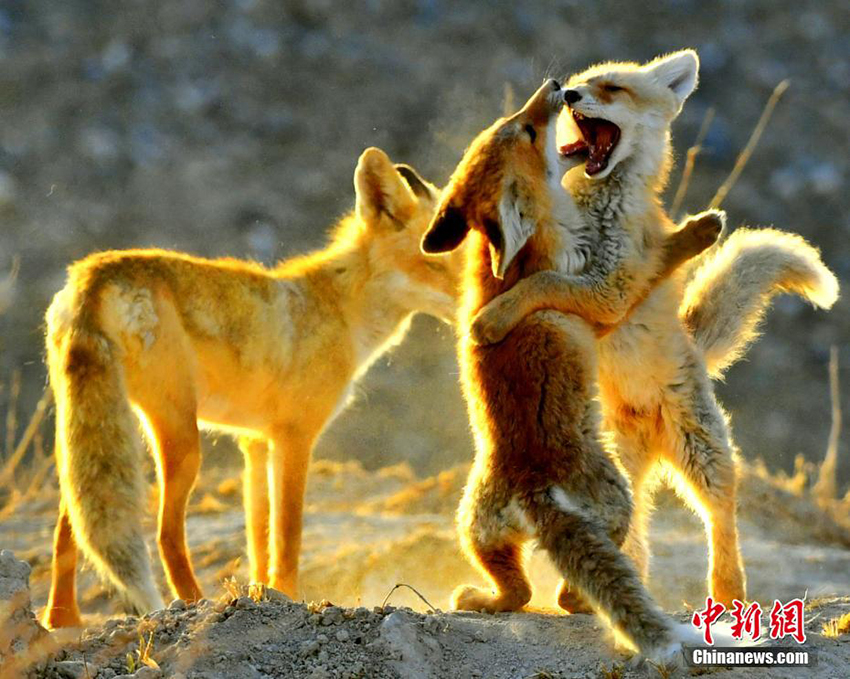 ??? ????? ??????? ??????? ?? ??????? ?????? ????????