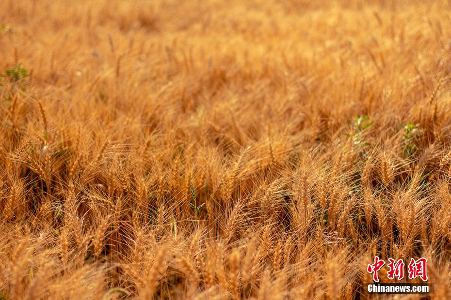 ???????? ???? ???? ???? ??????