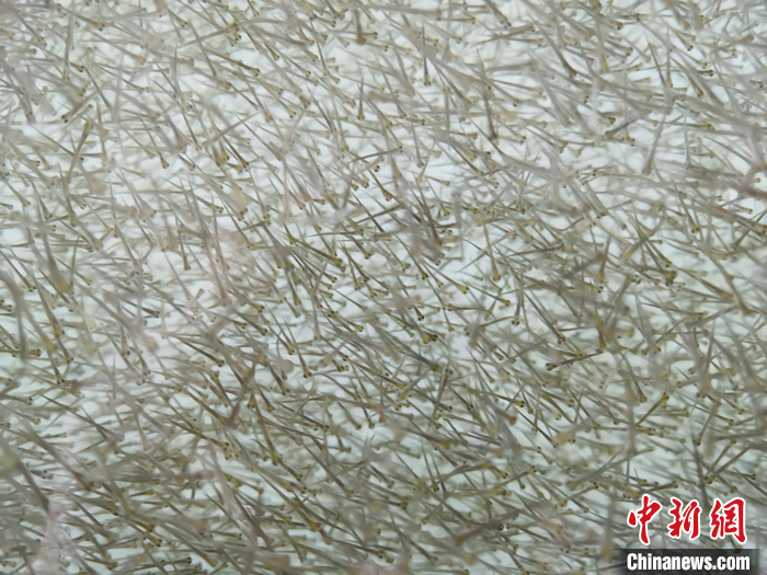 ??????: ???? ?? ????? ??? 