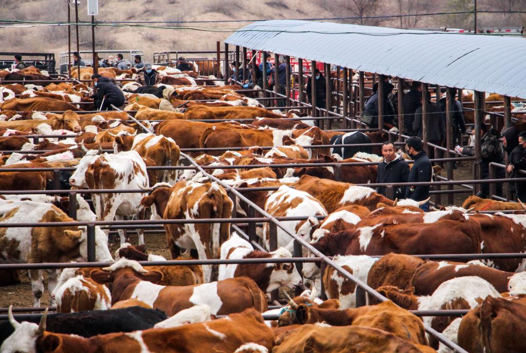 ??? ?????? ????? ?? ??????? ???????? ?????? ?????