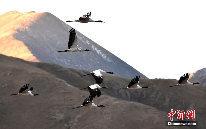 ???? ???? ????? ?????? ???? ????? ????? ??? ??????