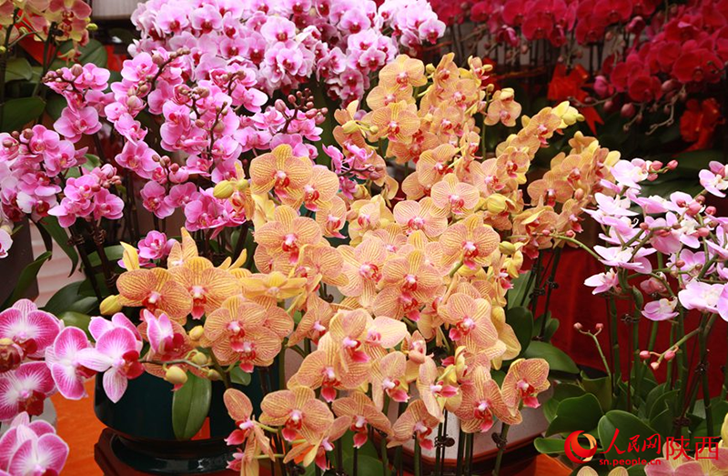 ???? ???? ??????? ??? ?????? 