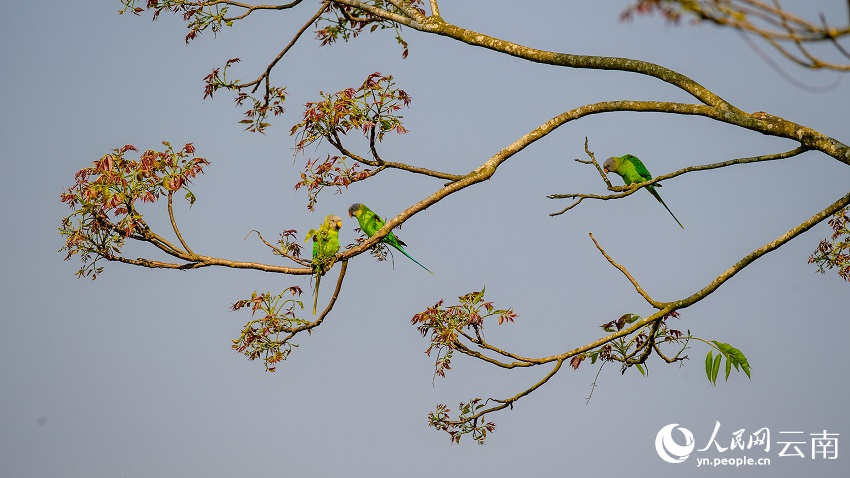 ????? ????? ?????? ??????? ..  ???? ????????? ??????? ?? ???? ?????