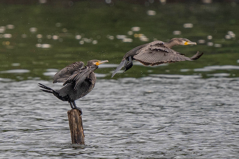 ????? .. ?? ???? ???? ..  ????? ?? ???? ????? ???????? ???? ????