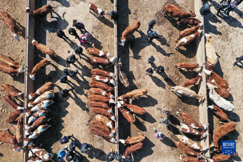 ??? ??????? ??????? (??????) ???? ?????? ????????