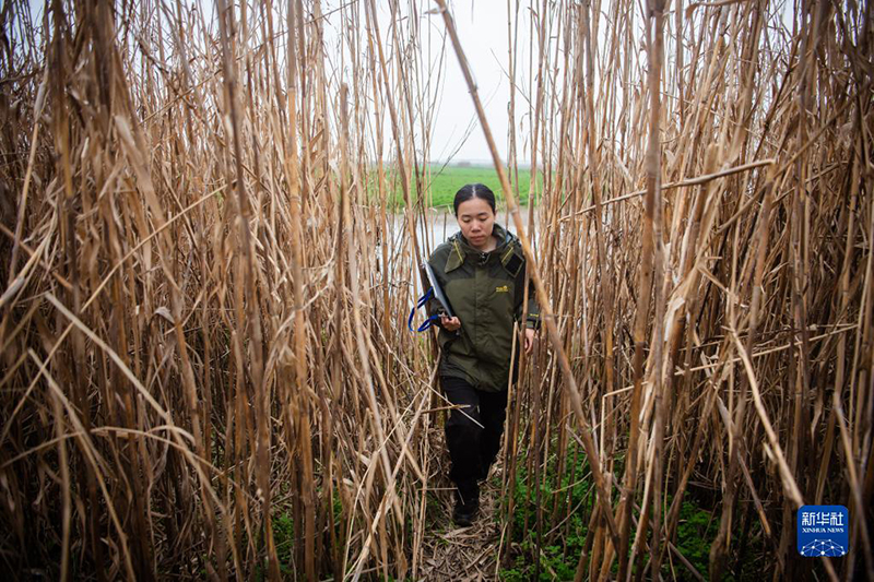 ???? ???? ?????? ??????