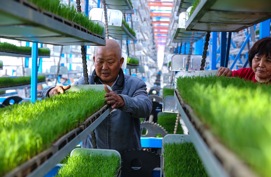 ?????? ???????? (????) ??????? ????? ????? ???????