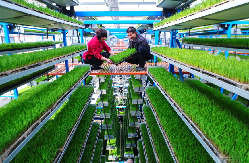 ?????? ???????? (????) ??????? ????? ????? ???????