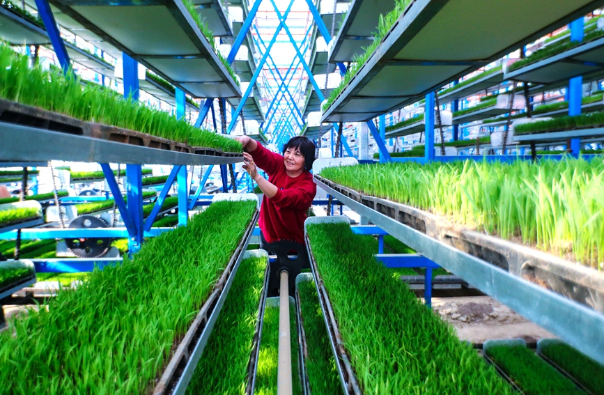 ?????? ???????? (????) ??????? ????? ????? ???????