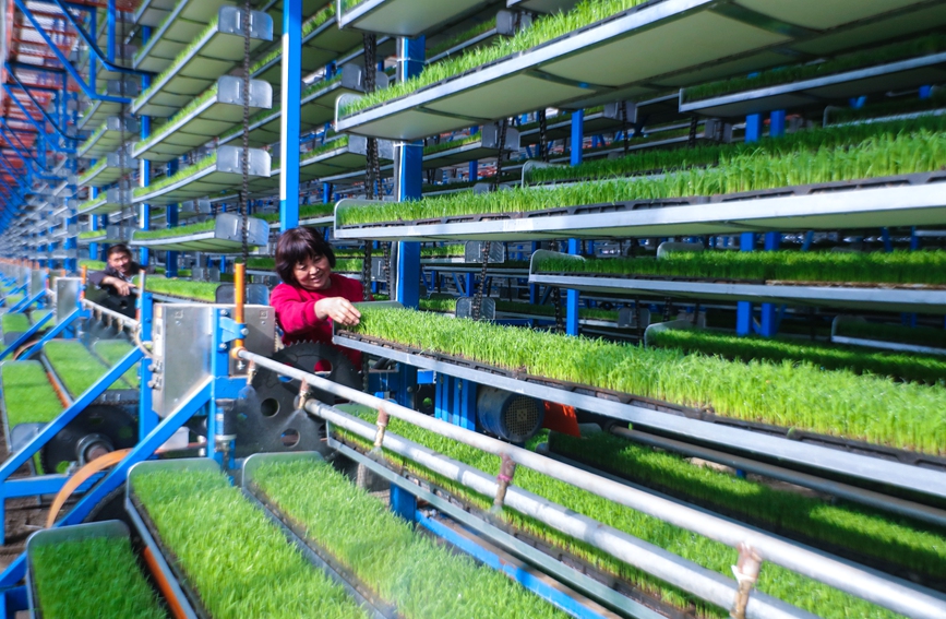 ?????? ???????? (????) ??????? ????? ????? ???????