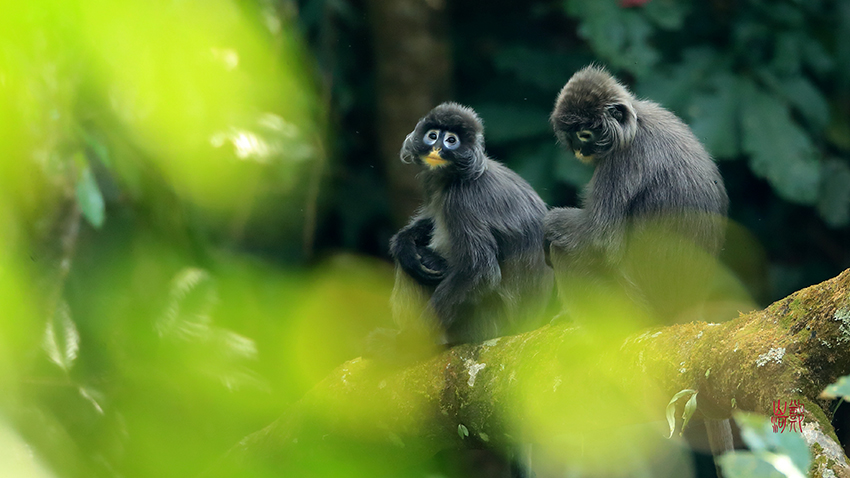 ??????: ???? ??? ???????? ????? ?????