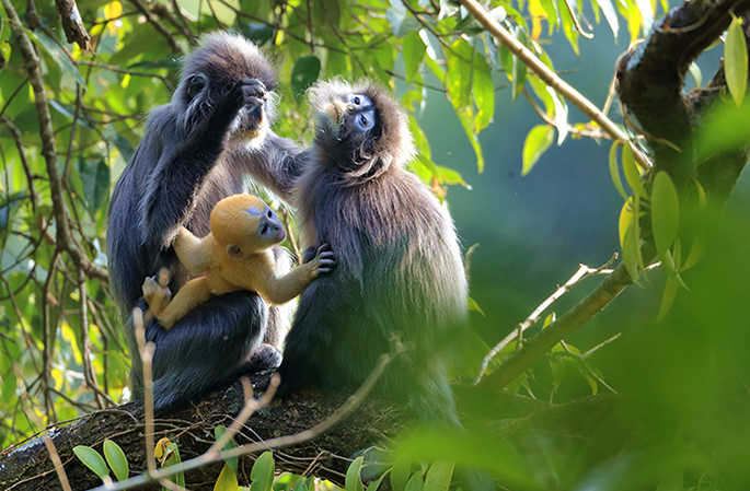 ??????: ???? ??? ???????? ????? ?????