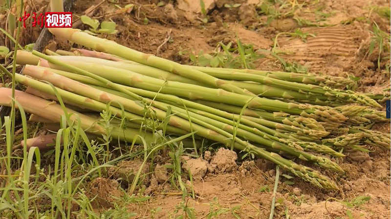 ?????? ????? (????????) ????? ??? ????? ??????? ????????