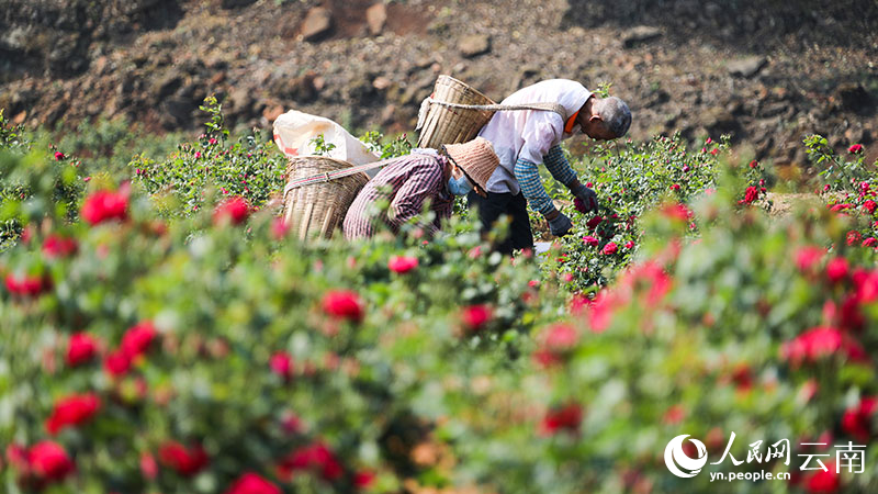 ?????? ?? ????? ???? ?????? ??????