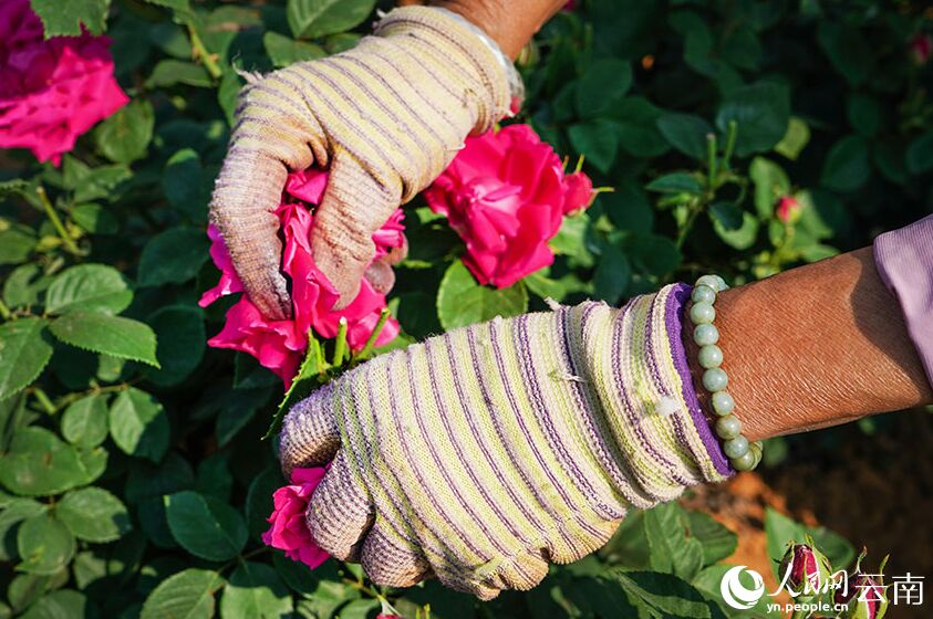 ?????? ?? ????? ???? ?????? ??????