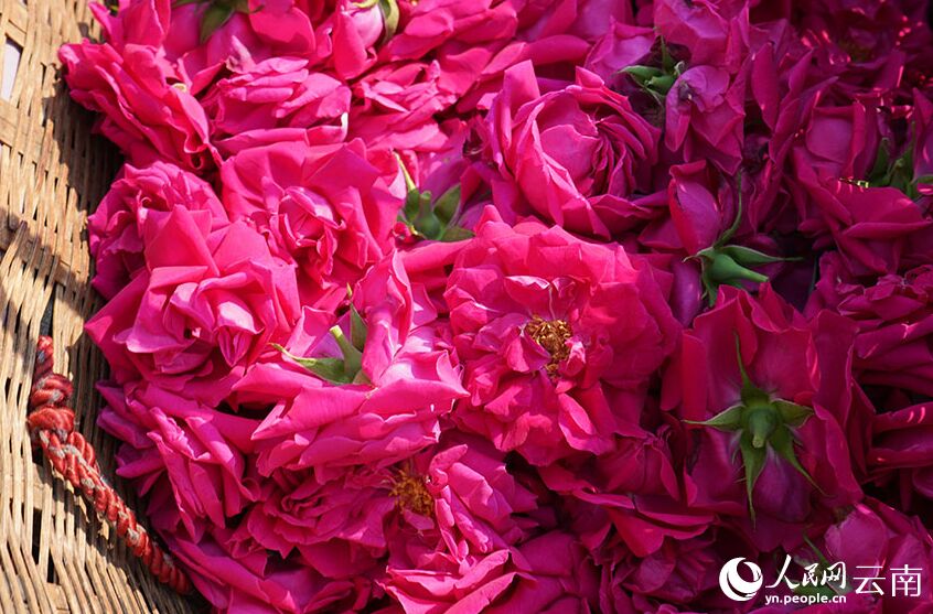 ?????? ?? ????? ???? ?????? ??????