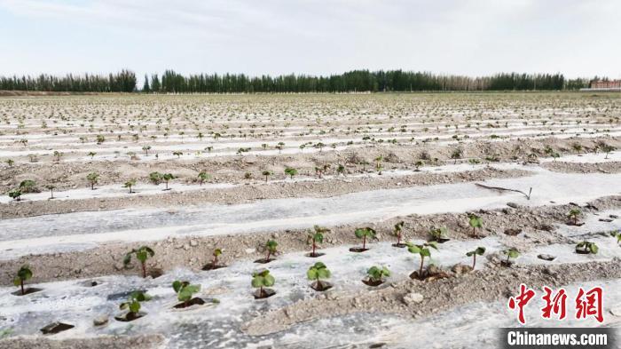 ????? ????????: ????? ???? ????? ??????? ???? ????