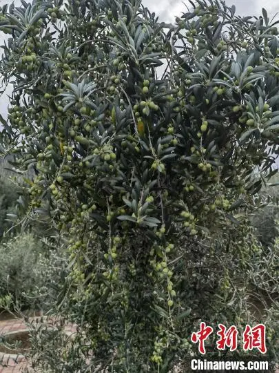 ???? ??? ?????? ????? ???? ???? ??????? ?? ?????