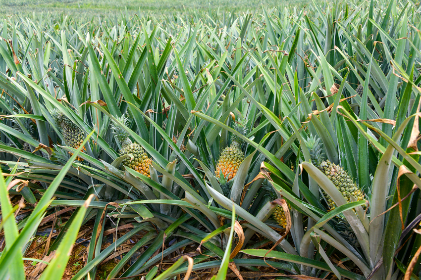 ????????? ???????: ???? ???? ???????? ??????