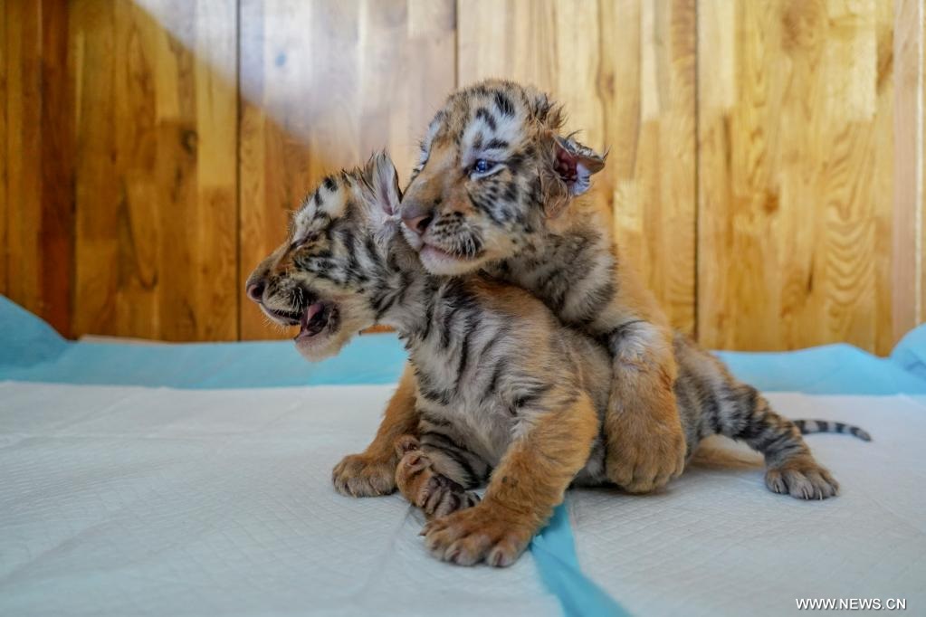 ????? ????? ????? ???????? ???? ???? ?????