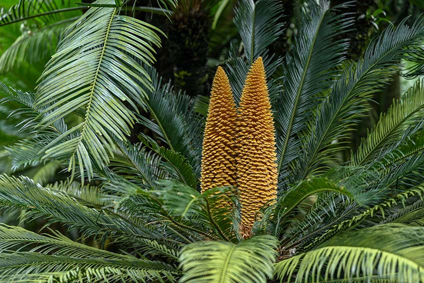 ???? ????? ?? ??????? ????? ???? ?? 1300 ??????? ???? ?? ???