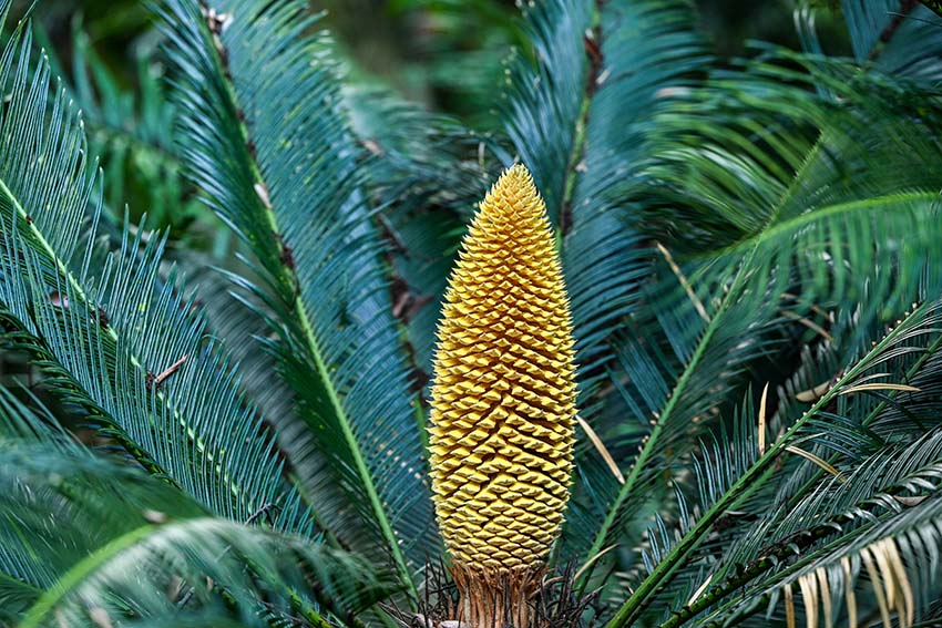 ???? ????? ?? ??????? ????? ???? ?? 1300 ??????? ???? ?? ???