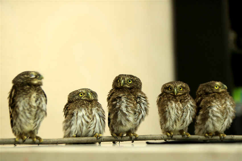 ???? ??????? ???? 5 ???? ??? ?????