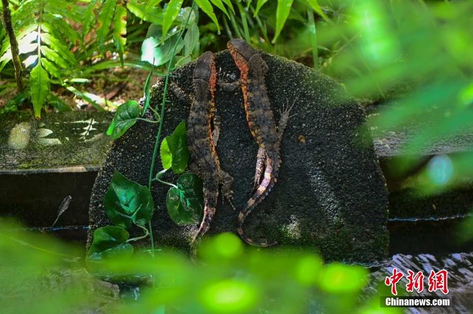 ?? ??? ???? ???????: ?????? ??? 12 ????? ??????? ???? ????? ???????