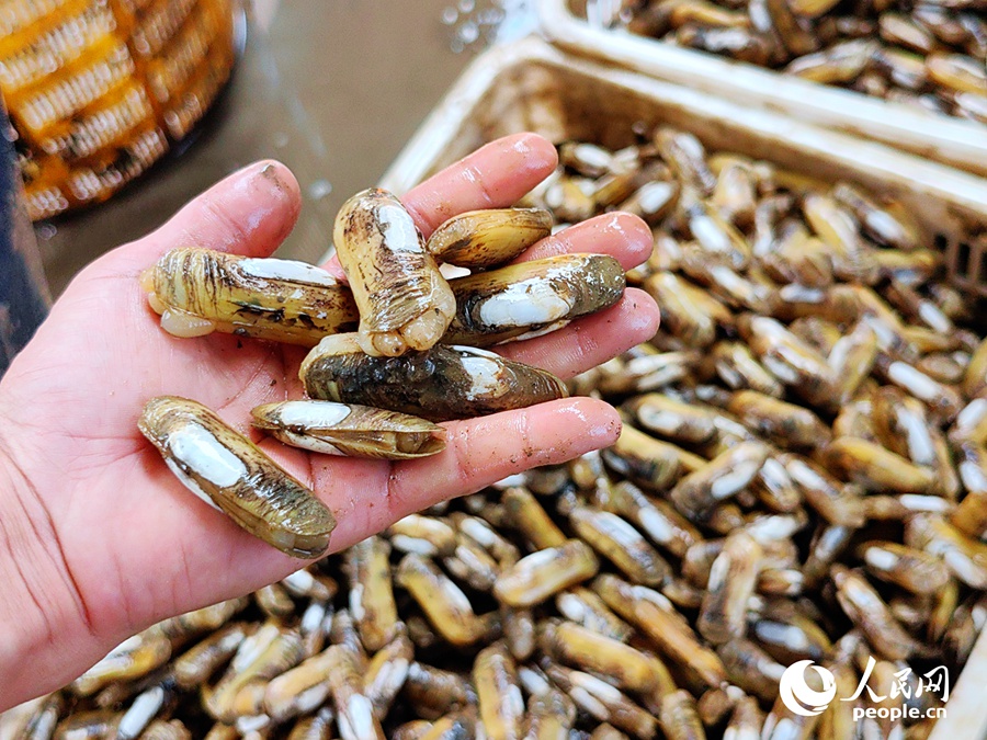 ???????? ?????: ????? ???? ???? ?????? ???????