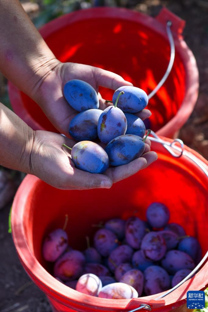 ?????? ????? ??? ?? 60 % ?? ????? ????? ?? ???????