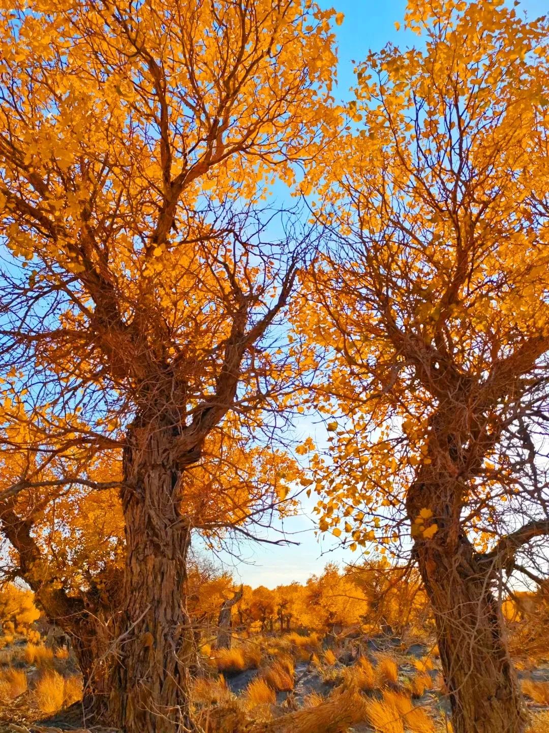 ???? ?? ??????! ?????? ???? ????? ????? ??????? ???????